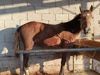Hengst, Pferde — Foto 3