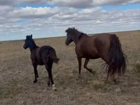 Stute, Kazakh horse — Foto 2