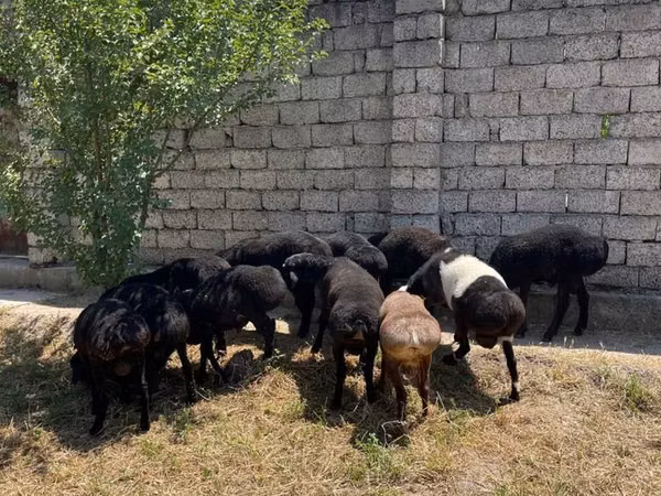 Қойлар (топ, жынысы көрсетілмеген), Қойлар