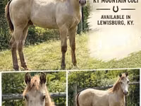 حصان, Kentucky mountain daddle horse — الصورة 1