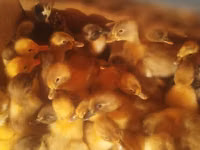 Geese — Foto 2