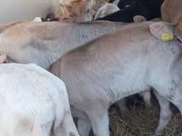 Cattle (batch, sex not specified), Simmental cattle — photo 3
