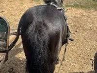 Caballo, Caballos — foto 2