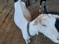 母山羊, Saanen goat — 照片 1