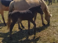 Yegua, Kazakh horse — foto 4