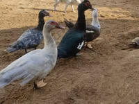 Ducks — Foto 3