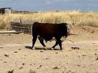 Bulle, Latvian Blue cattle — Foto 1