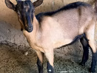 Ziegenbock, Alpine goat — Foto 1