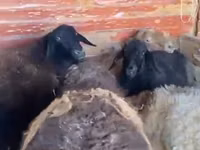 公羊, Sheep — 照片 3