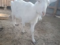 Ziege, Russian White goat — Foto 1