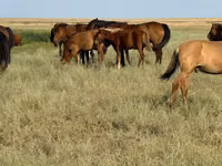 Caballo, Kazakh horse — foto 8