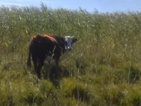 公牛, Cattle — 照片 3