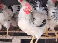 Adler Silver — Foto 3