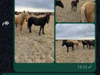 Caballo, Caballos — foto 1