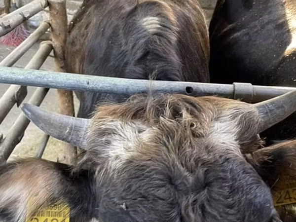 母牛, Cattle — 吉尔吉斯斯坦