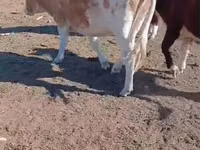 Kuh, Simmental cattle — Foto 2