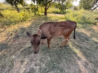 公牛, Cattle — 照片 1