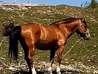 Hengst, Karabakh horse — Foto 3