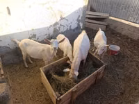 Goat, Saanen goat — photo 4