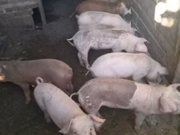 Schweine (Partie, Geschlecht nicht angegeben), Schweine
