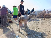 Carnero, Arashan sheep — foto 3