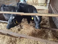 Bulle, Aberdeen-Angus — Foto 1