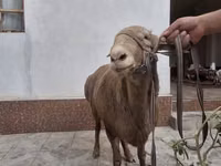 كبش, Arashan sheep — الصورة 6