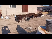 母山羊, Goats — 照片 1