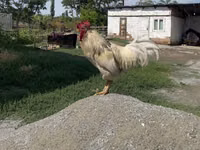 Derbyshire Redcap — Foto 1