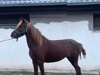 Mare, Welsh Cob — photo 1