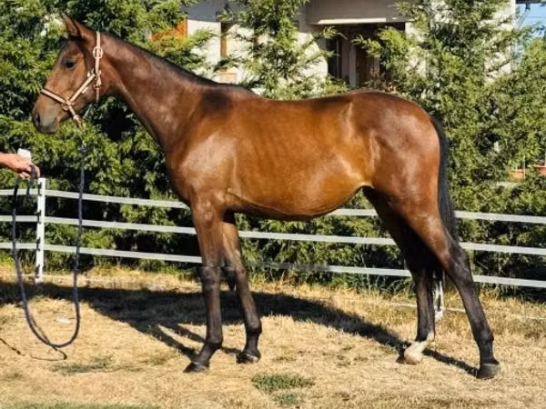 Mare, Hungarian horse breed
