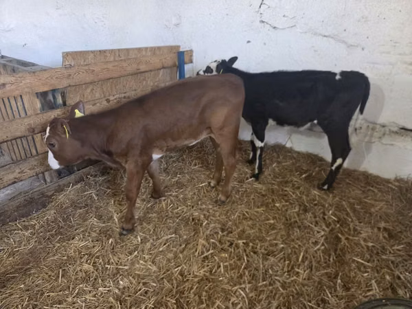 Vaca, Ganado vacuno