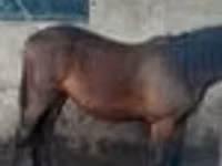 Caballo, Caballos — foto 5