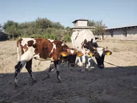 Kuh, Simmental cattle — Foto 4