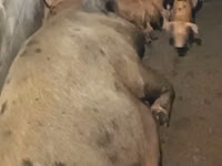 Schweine (Partie, Geschlecht nicht angegeben) — Foto 5