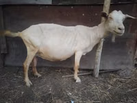 Ziege, Saanen goat — Foto 1