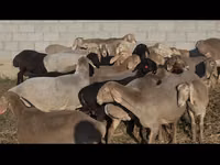 Schaf, Arashan sheep — Foto 4