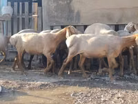 نعجة, Arashan sheep — الصورة 7