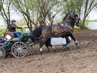 Hengst, Nonius horse — Foto 8