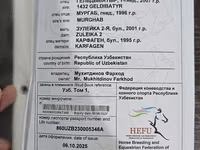 Hengst, Akhal-Teke — Foto 6
