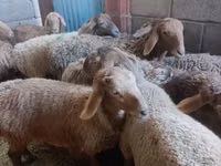 Schaf, Arashan sheep — Foto 3