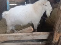 Cabro, Cabras — foto 2