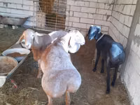 Қошқар, Arashan sheep — 4-сурет