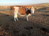 Cow, Simmental cattle — photo 2