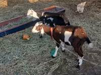 عنزة, Beetal goats — الصورة 6