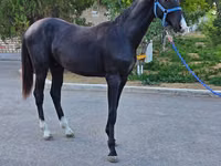 Hengst, Akhal-Teke — Foto 6