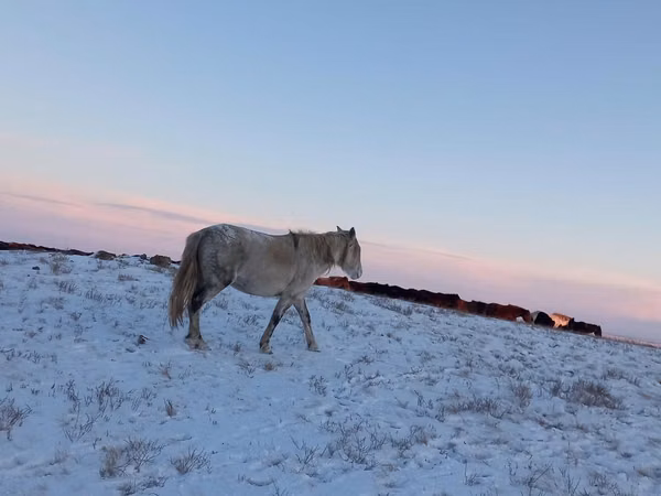 Stute, Yakutian horse