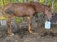 Hengst, Kazakh horse — Foto 2