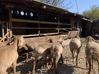 Schaf, Arashan sheep — Foto 8