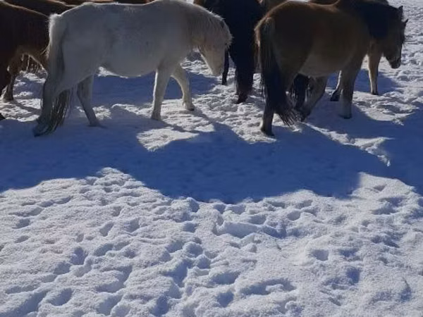 Stute, Yakutian horse